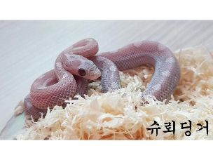 HATCHLING