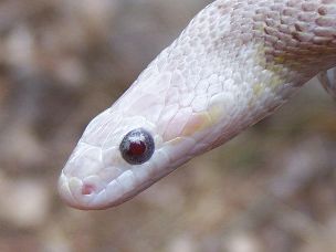 EYE