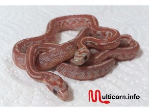 HATCHLING