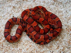 HATCHLING