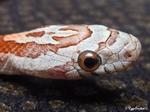 EYE