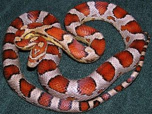 ADULT