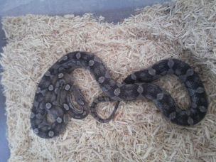 HATCHLING