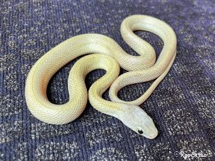 HATCHLING