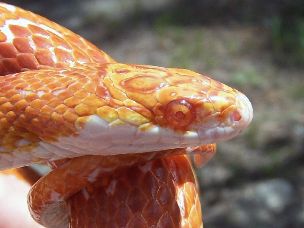 EYE