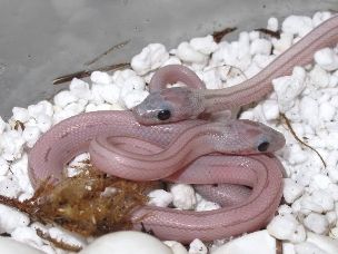 HATCHLING