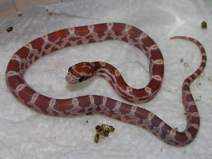 HATCHLING