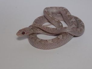 HATCHLING