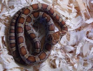 HATCHLING