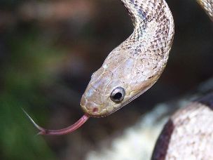 EYE