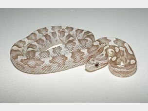 HATCHLING