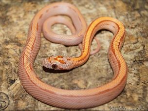 HATCHLING