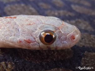 EYE