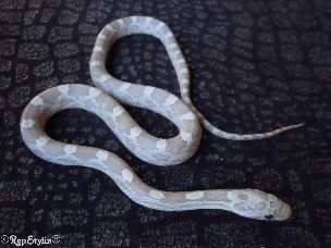 HATCHLING
