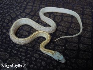 HATCHLING