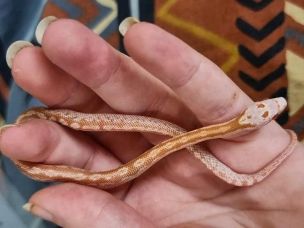 HATCHLING