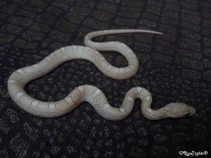 HATCHLING