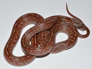 HATCHLING