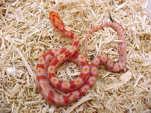 HATCHLING