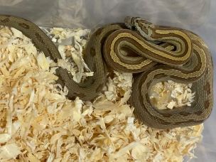 HATCHLING