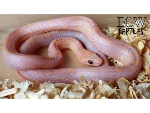 HATCHLING