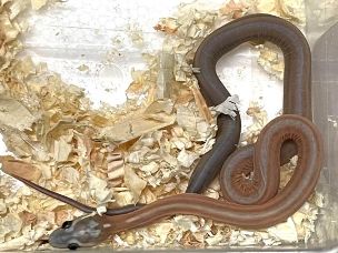 HATCHLING