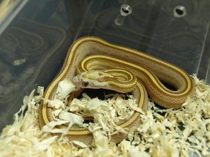 HATCHLING