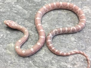 HATCHLING