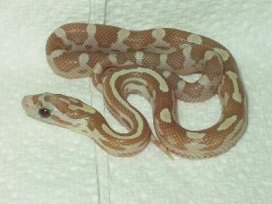 HATCHLING