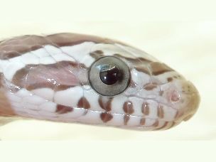EYE