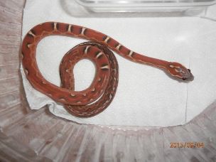 HATCHLING