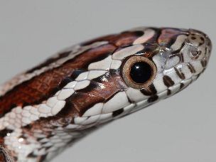 EYE