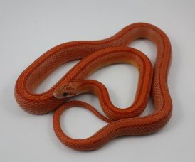 HATCHLING