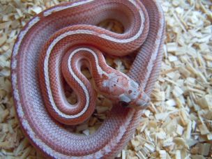 HATCHLING