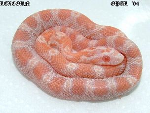 HATCHLING