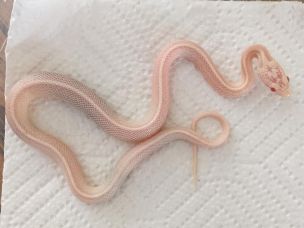 HATCHLING