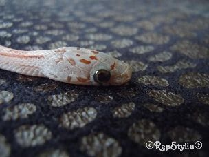 EYE