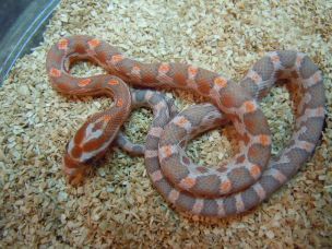 HATCHLING