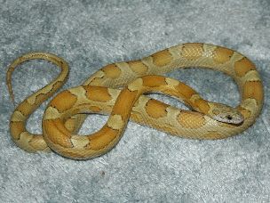 ADULT