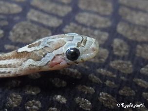 EYE