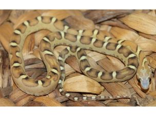HATCHLING