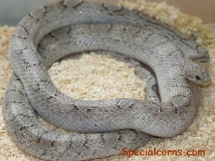 ADULT