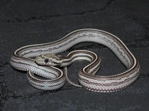 HATCHLING