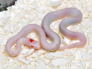 HATCHLING