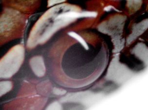 EYE