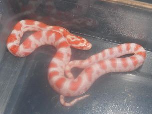 HATCHLING