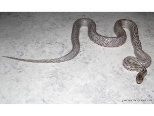 ADULT