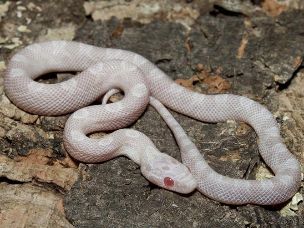HATCHLING