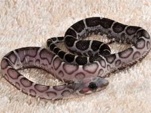 HATCHLING
