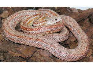 ADULT